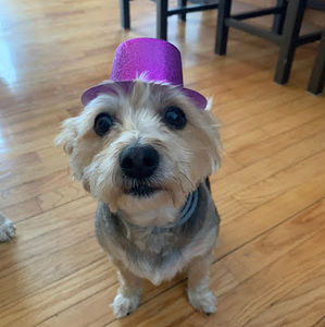 Meet your Posher, Thomas